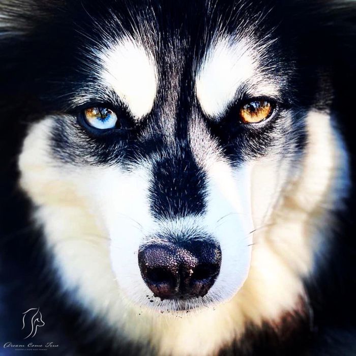 Pomsky ( Mini Husky )