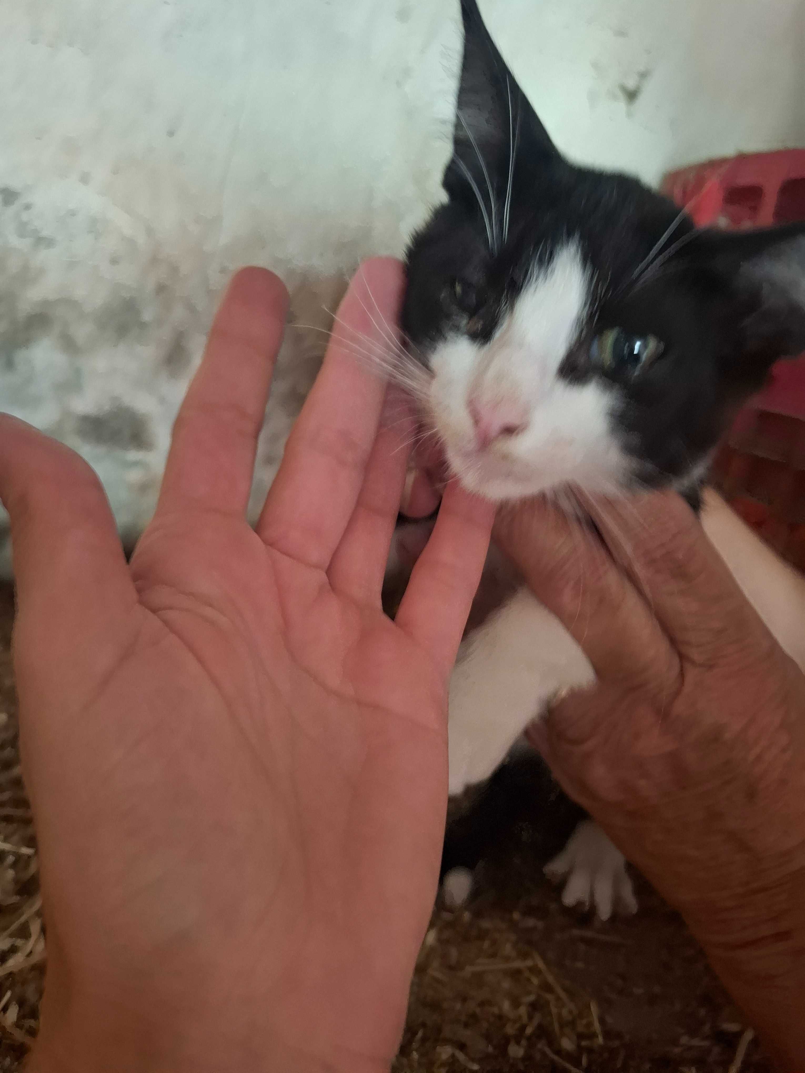 Gatinhos bebés cercas 3 meses
