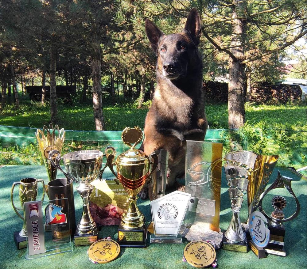 Owczarek belgijski malinois FCI zapowiedz miotu