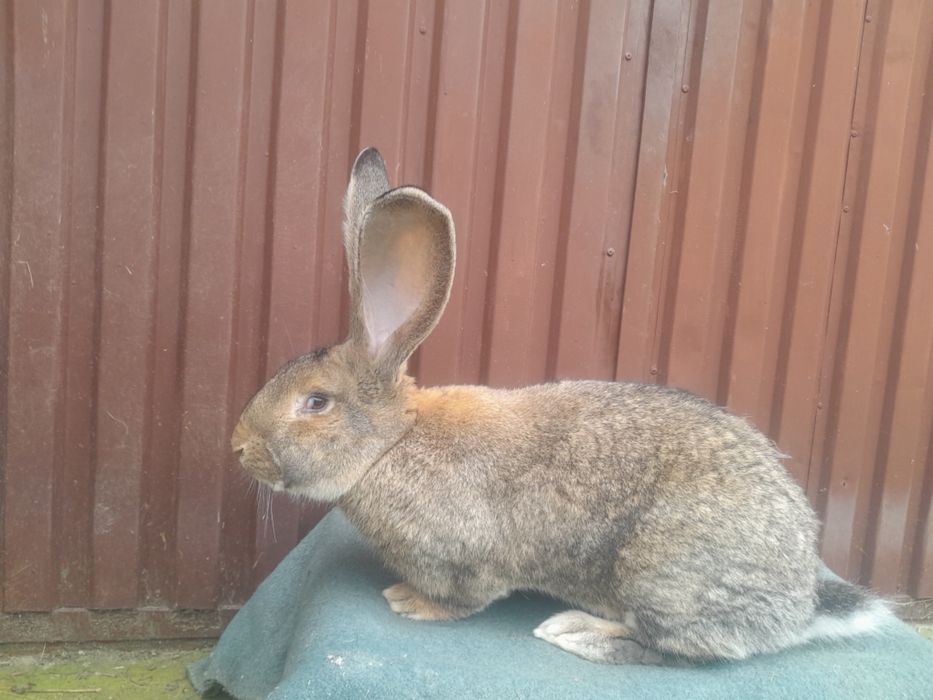 Królik samiec żelazisty króliki dobrze karmiony przydomowy