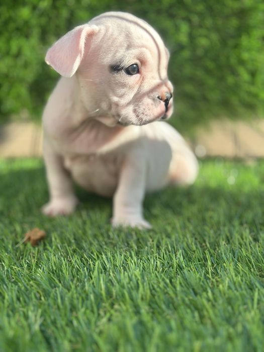 Bulldog frances puro
