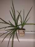 Sansevieria sansiam moto. Сансивьерия. Санса.