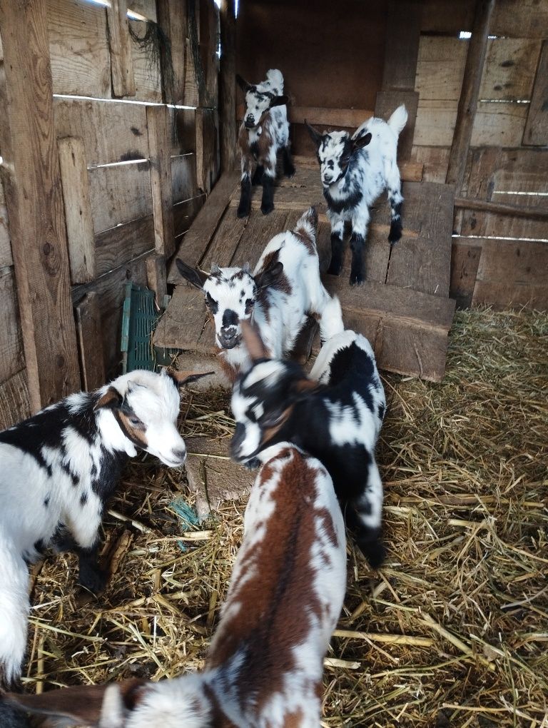 Vendo machos de cabras anãs
