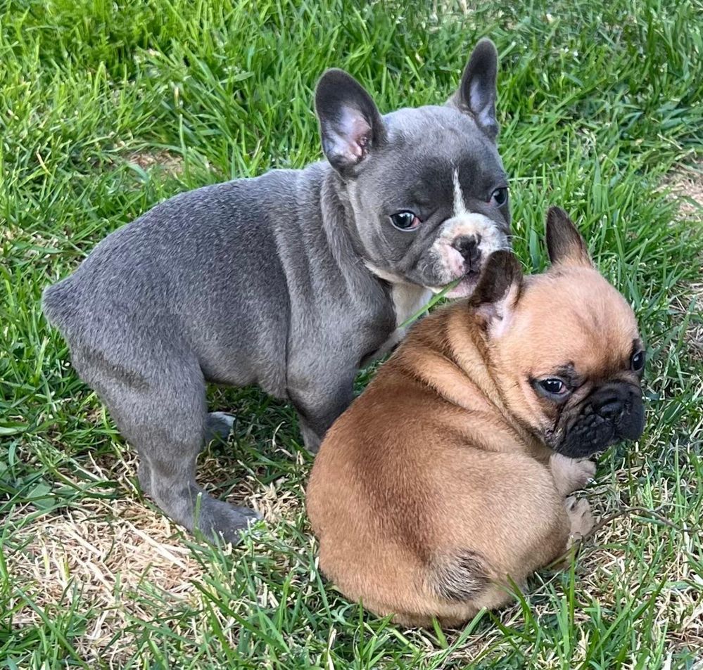 Sprzedam pieska Buldog Francuski