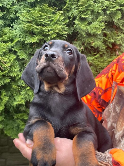 Gończy Polski -Piesek ZKwP