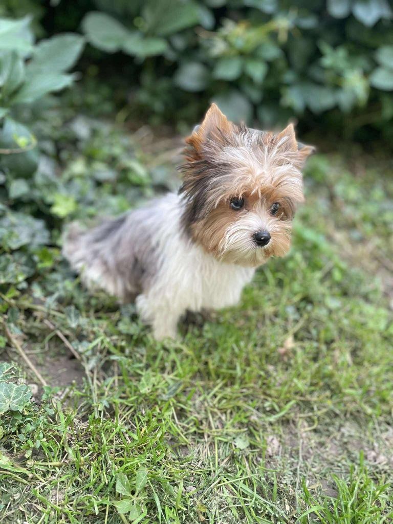 Blueberry yorkshire terrier suczka biewer  niebieskie oko