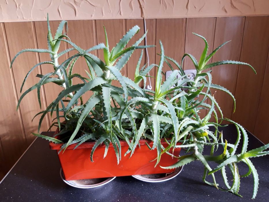 Вазонок алоя весь продаж як на фото дзвоніть на вайбер мені