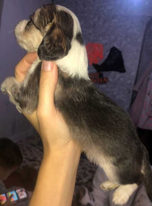 Відаємо цуценят англійського спаніеля