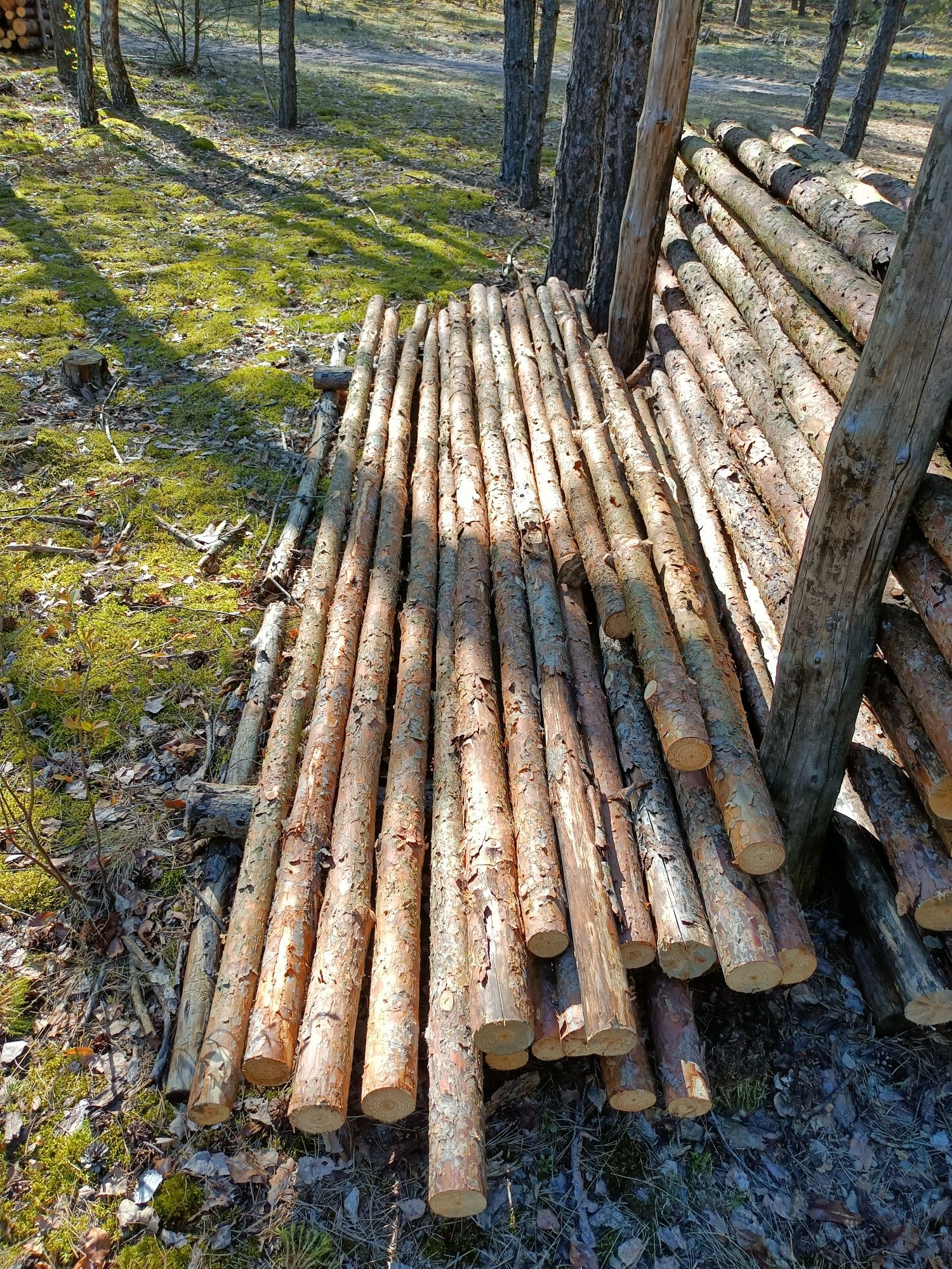 Kołki ogrodzeniowe, sosnowe, długość 1,5m