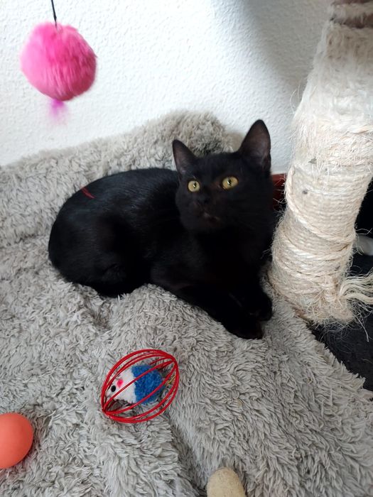 Gatinho preto para adoção