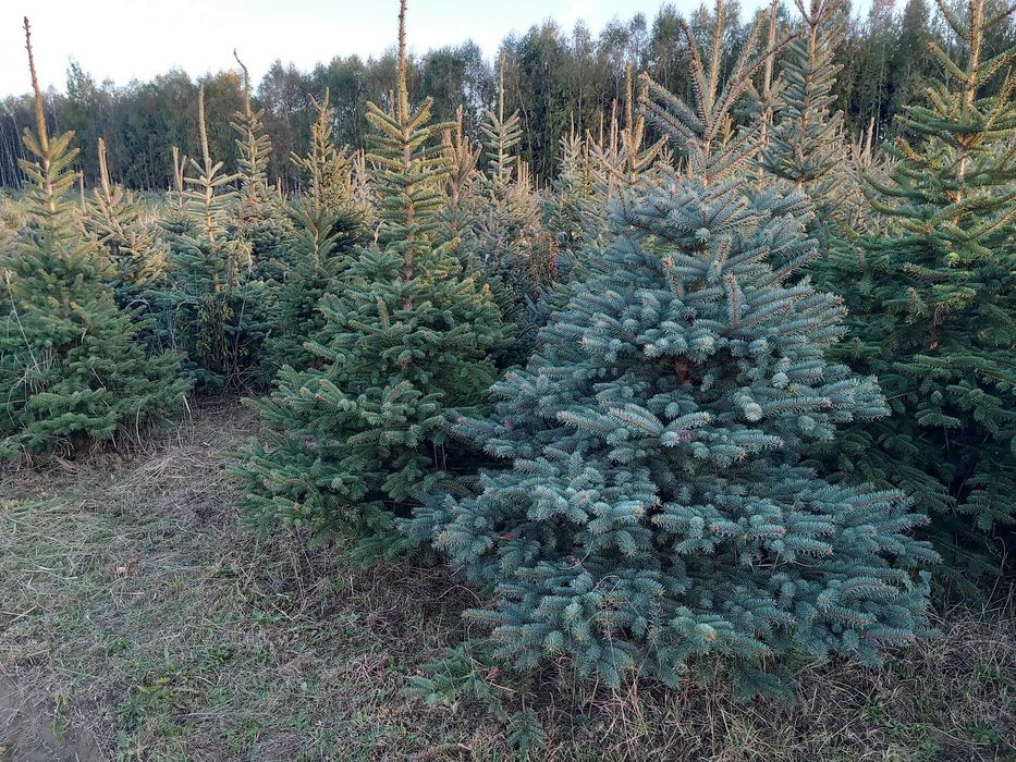 Choinka z Czarnego Lasu, drzewka świąteczne z własnej plantacji