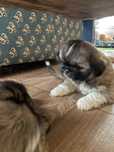 Cachorrinha porte pequeno