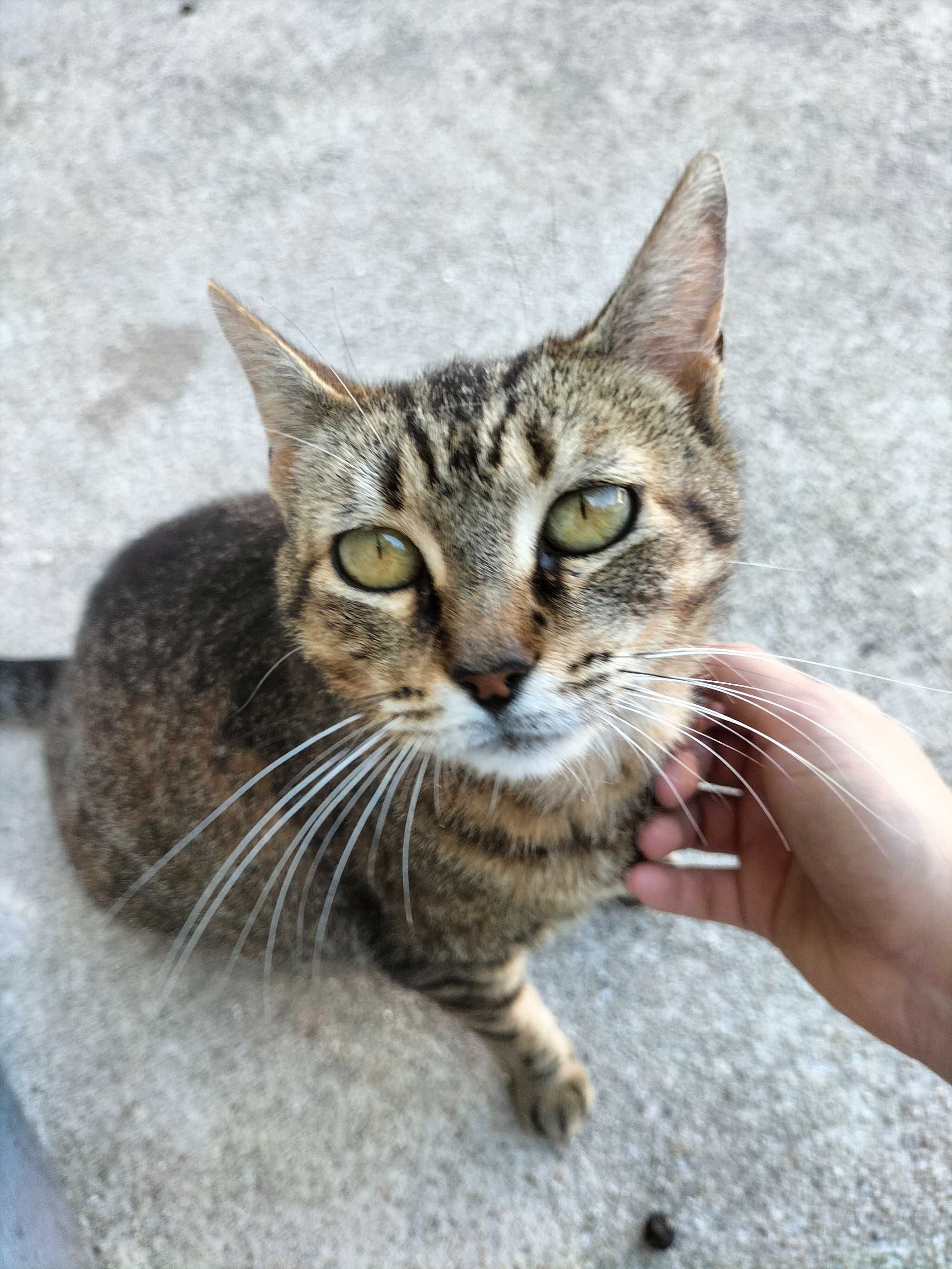 Gatinha grávida para adoção responsável