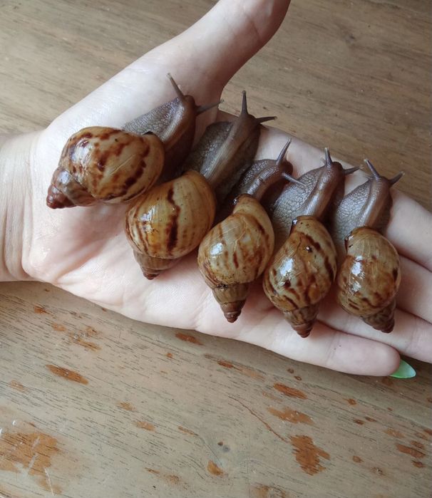 Ахатина зензибарики