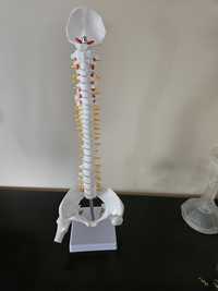 Model szkielet kręgosłupa