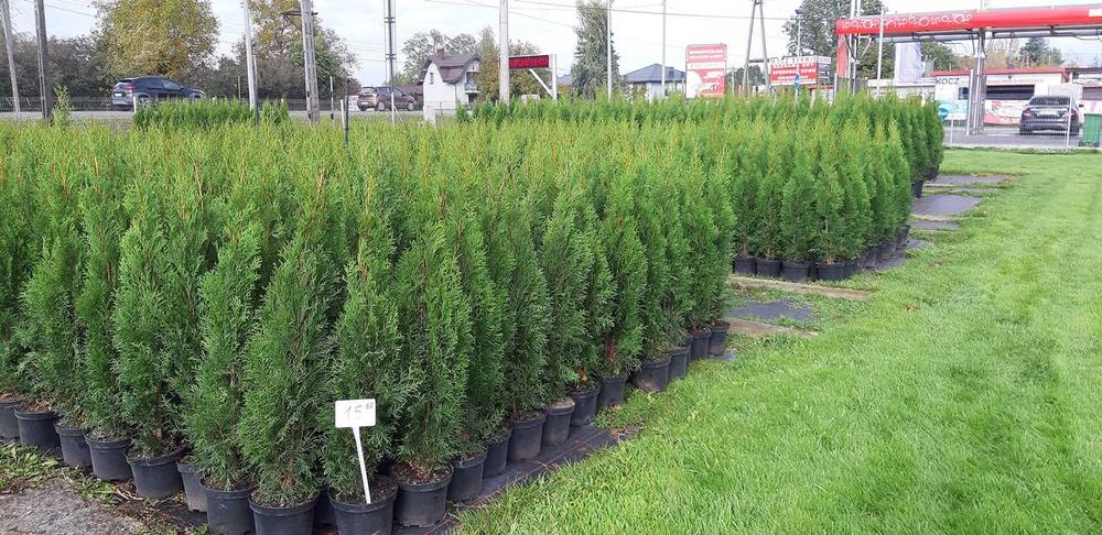 Tuja Szmaragd 90CM Wys hodowane w doniczce THUJA SMARAGD