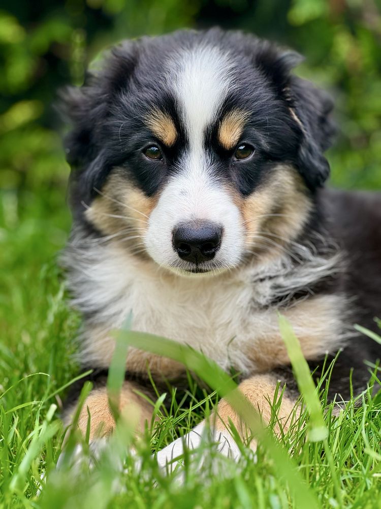 Amerykański owczarek miniaturowy- MAS - Mini Aussie- piesek FCI