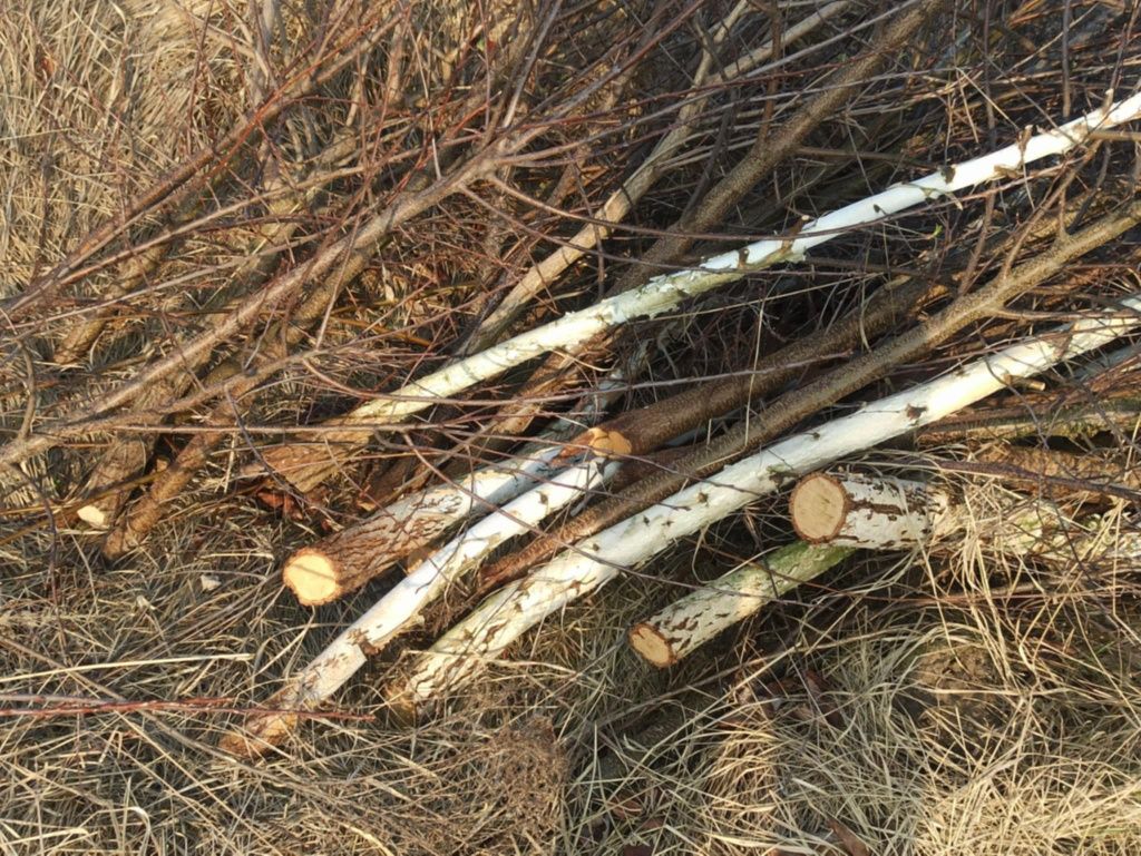 Drzewka z wycinki (małe drzewa i krzaki)
