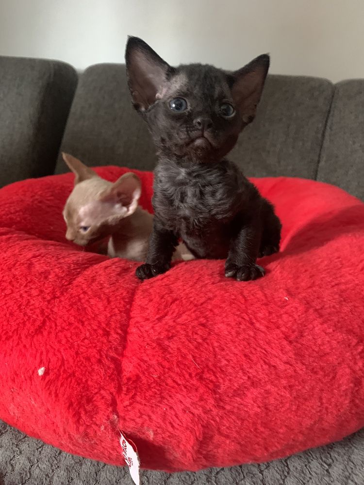 Kotek Devon Rex FPL