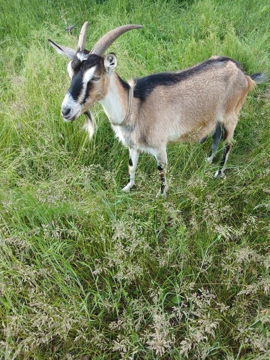 Альпійські кози на продаж