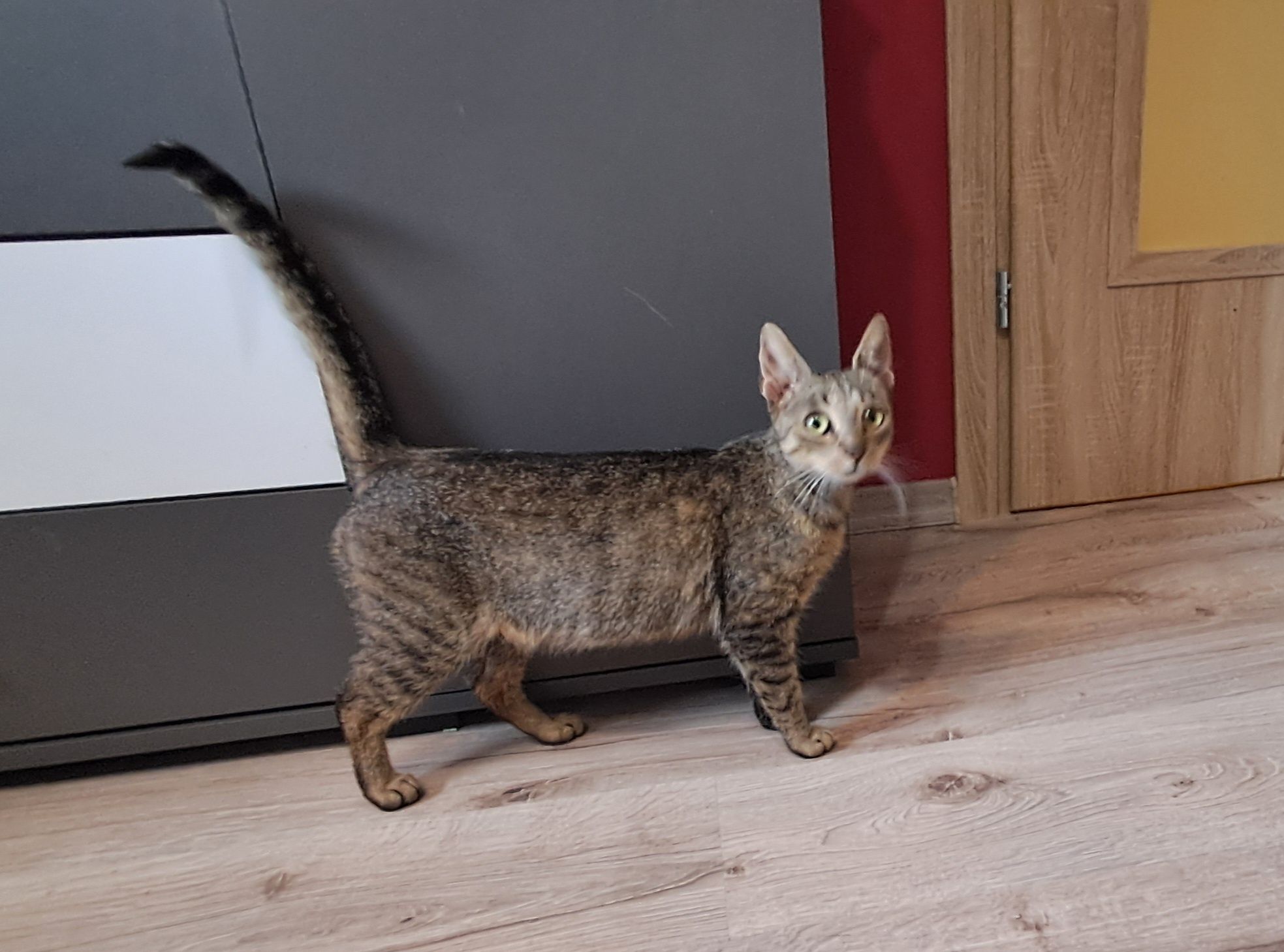 Freya, 1,5 roczna koteczka szuka domku