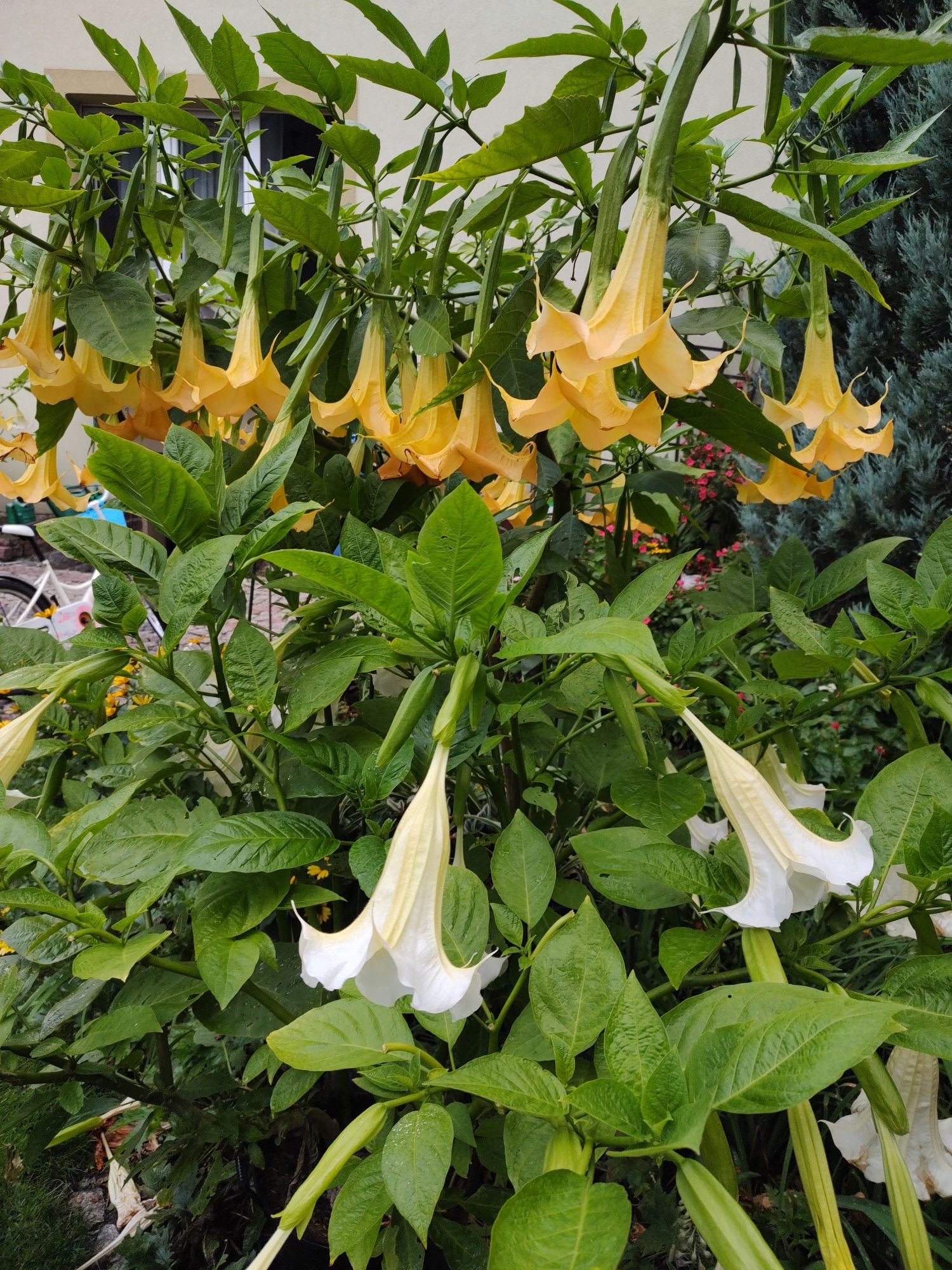 Burgumasja, Datura, Anielskie skrzydła .