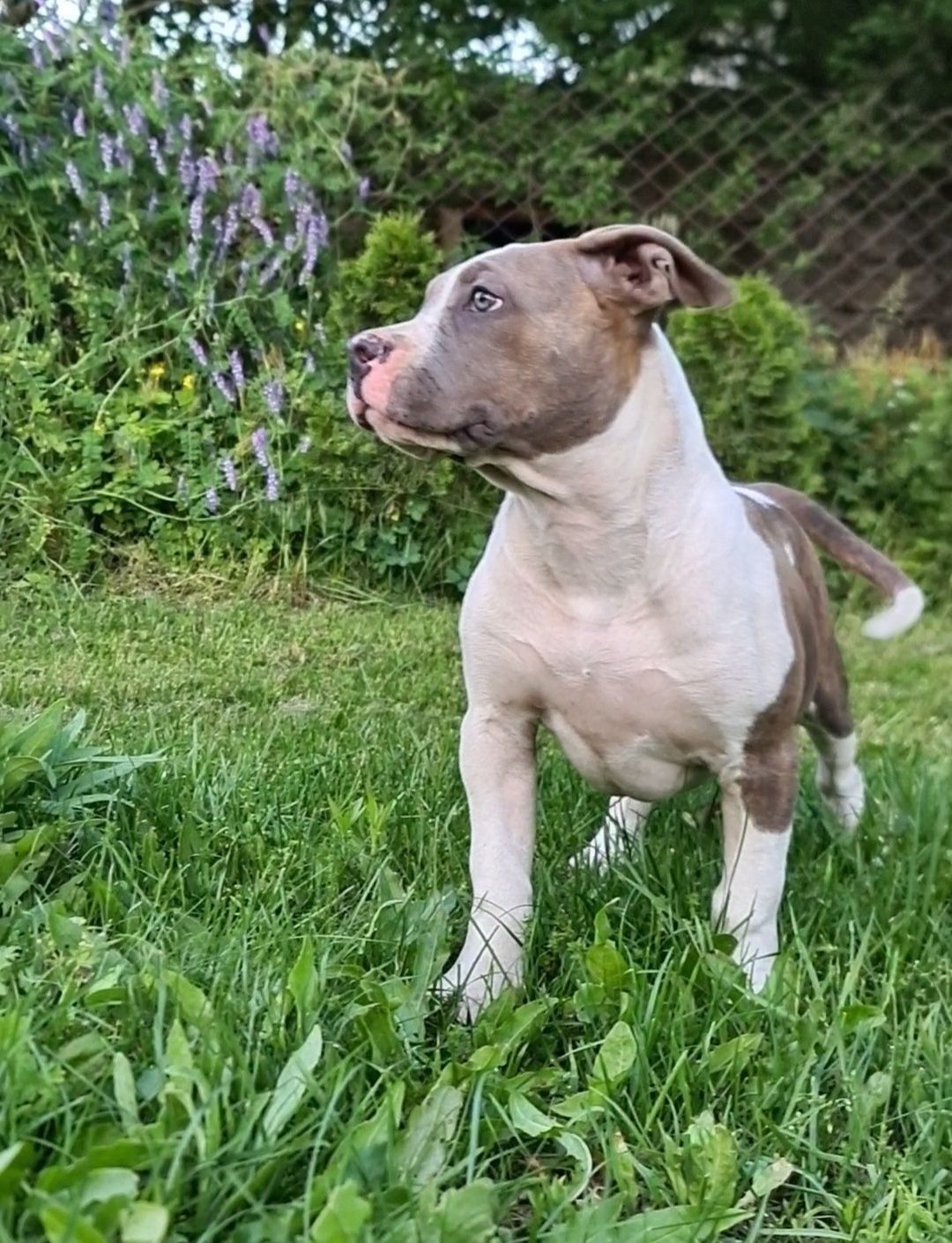 American bully Xl