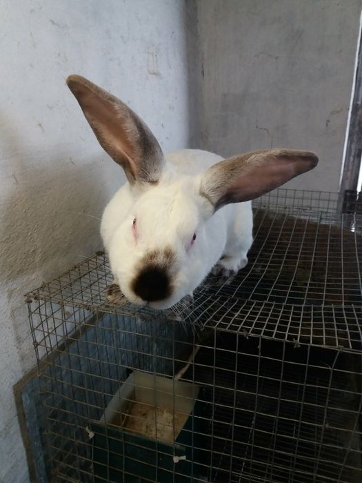 Продам Кролі "Хіплус" на плем'я.