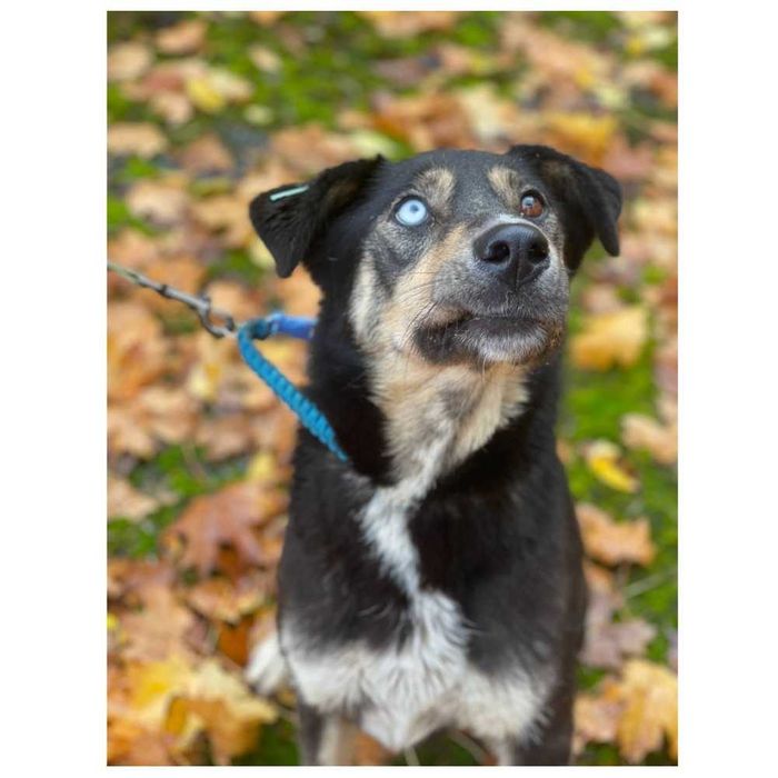 Молодая ласковая собака Грета