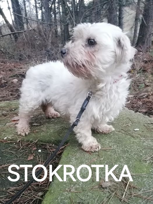 STOKROTKA malutka sunia w typie maltańczyka szuka domu