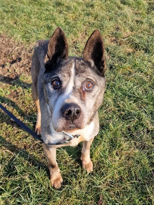 Zaniedbany pies Dżok do adopcji!