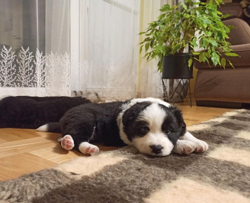 Szczenię Border Collie suczka ZKwP