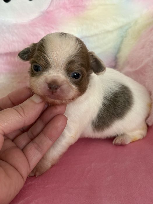 **Długowłosa sunia Calineczka**