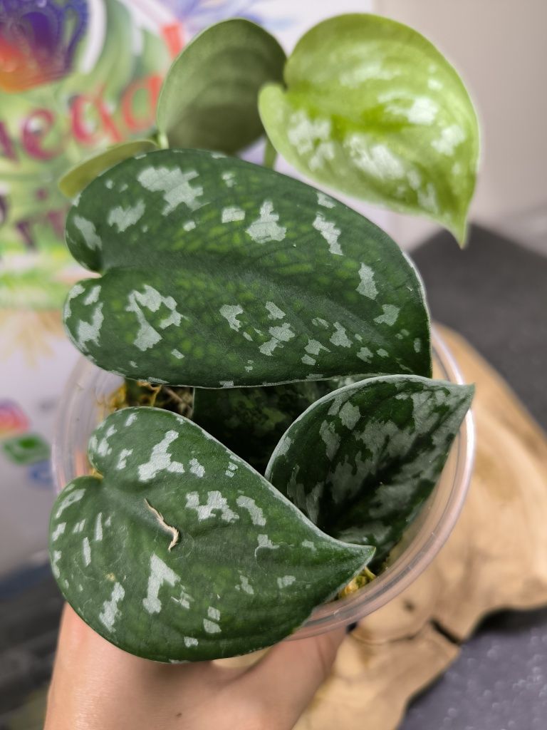 Scindapsus Pictus regress variegata scyndapsus