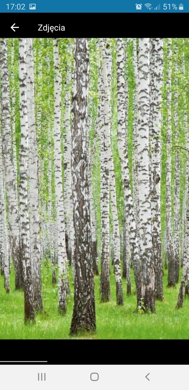 Fototapeta las brzozowy