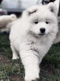 Samoyed szczenię FCI