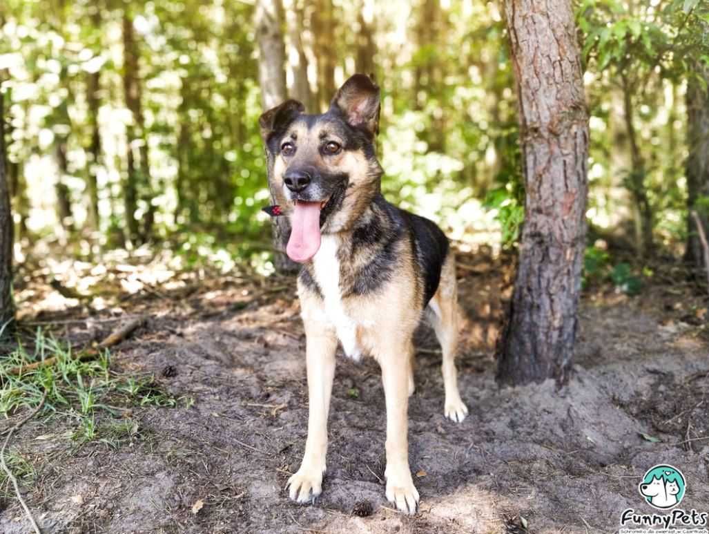 Wielbiciel dzieci, spacerów i psich kolegów poleca się do adopcji!!!