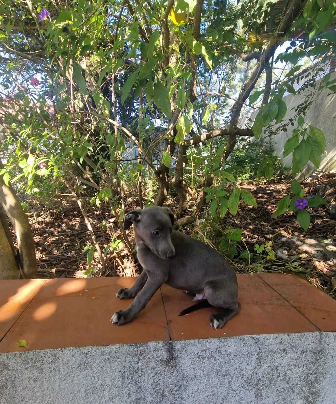 Galguinho/a Whippet Azul.