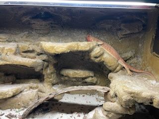 Agama brodata z terarium