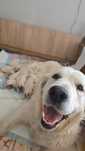 Golden Retriever FCI