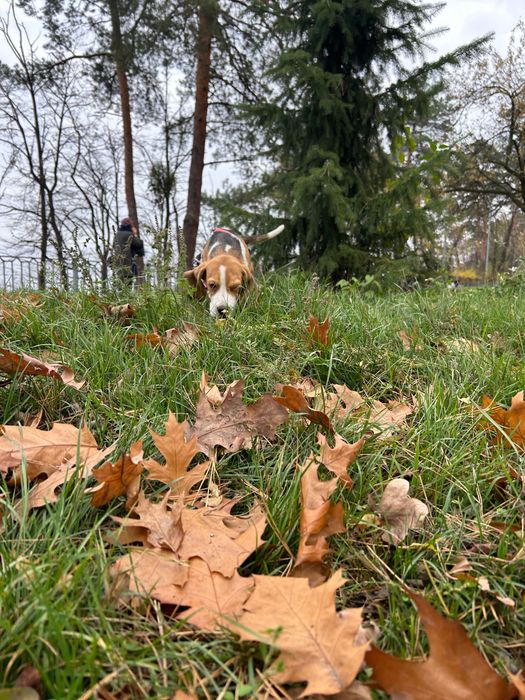Бігль з клубними документами. Хлопчик 4 місяці