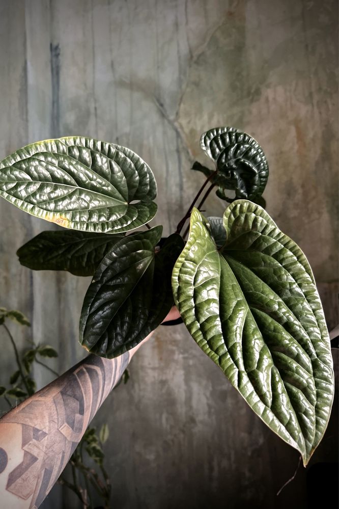Anthurium radicans x luxurians - kolekcjonerskie Anturium XL - duże!