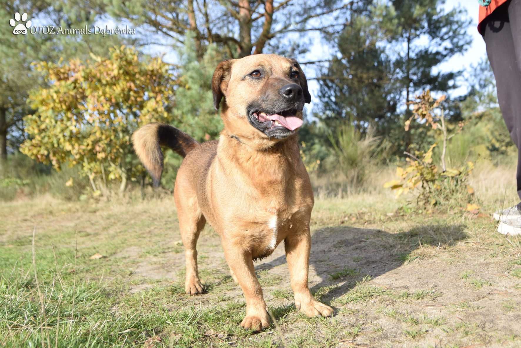 Rudy szuka przyjaciela - OTOZ Animals Schronisko w Dąbrówce