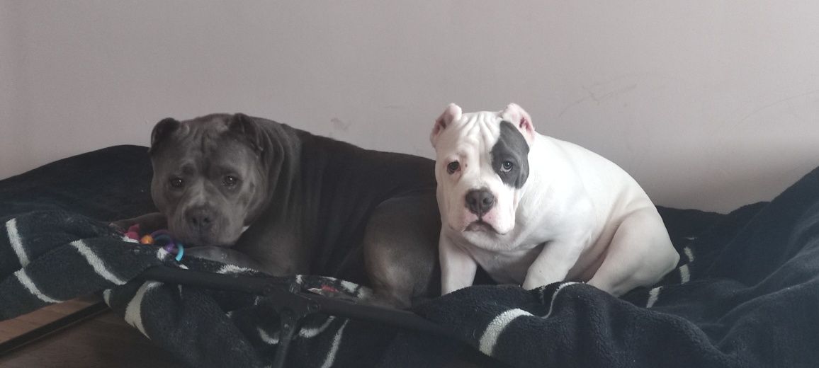 American bully puppy Ambully standard