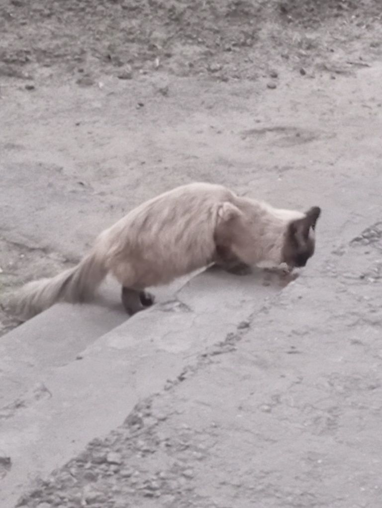Приблудился кот или кошка