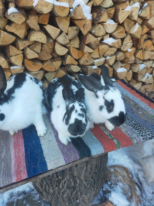 Кролі породи Строкач