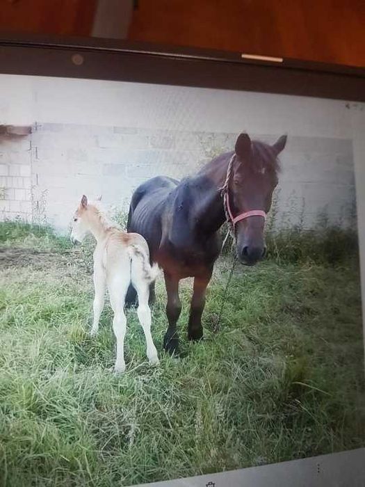 kara ze źrebakiem , Dobieszyn , pod Radomiem