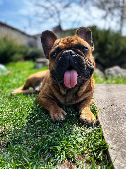 Вязка французский бульдог