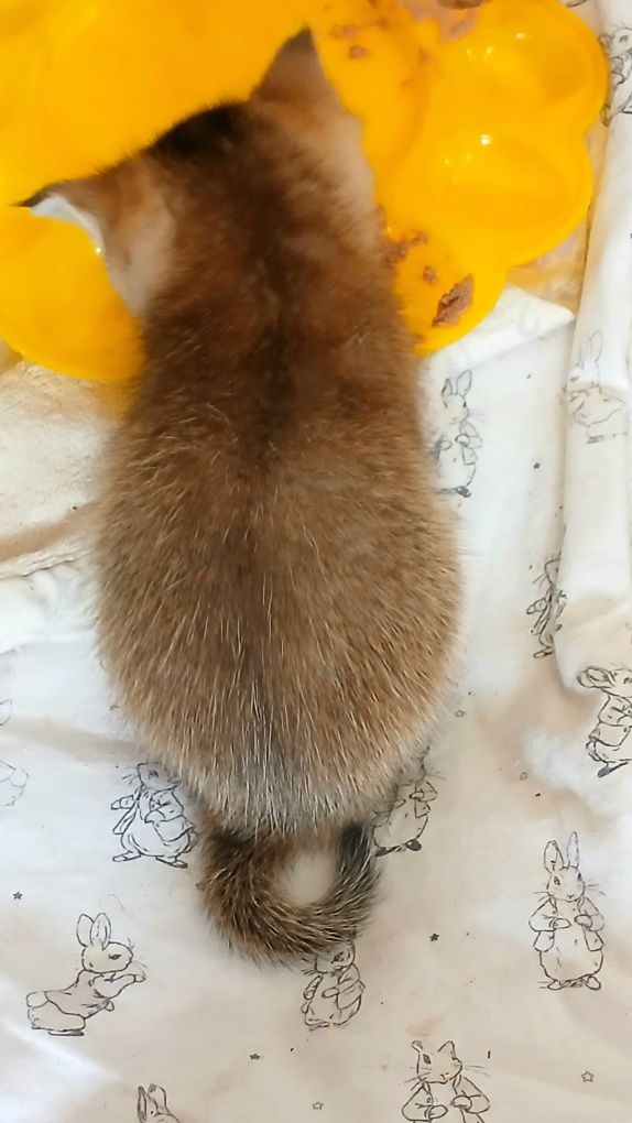 Кото-малеча золотих та сріблястих шиншилл