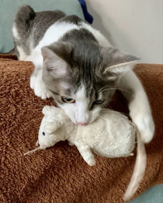 Маленька дівчинка шукає люблячу родину